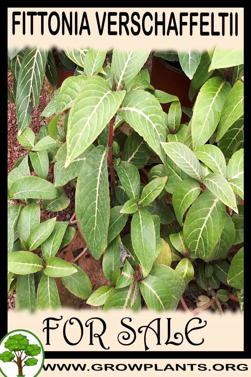Fittonia verschaffeltii