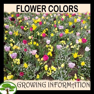 Flower colors