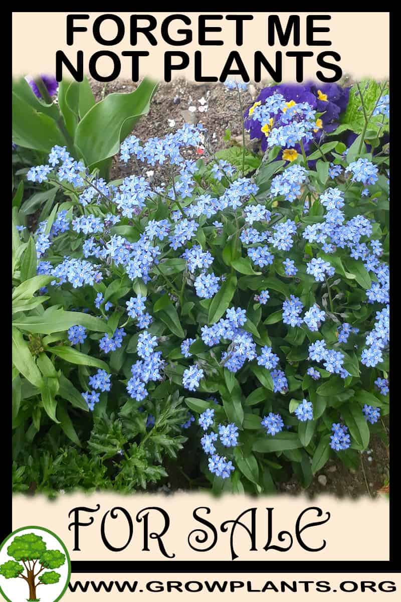 Forget me not plants