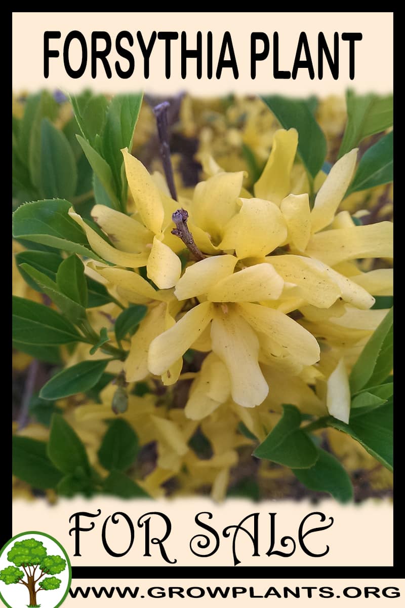 Forsythia