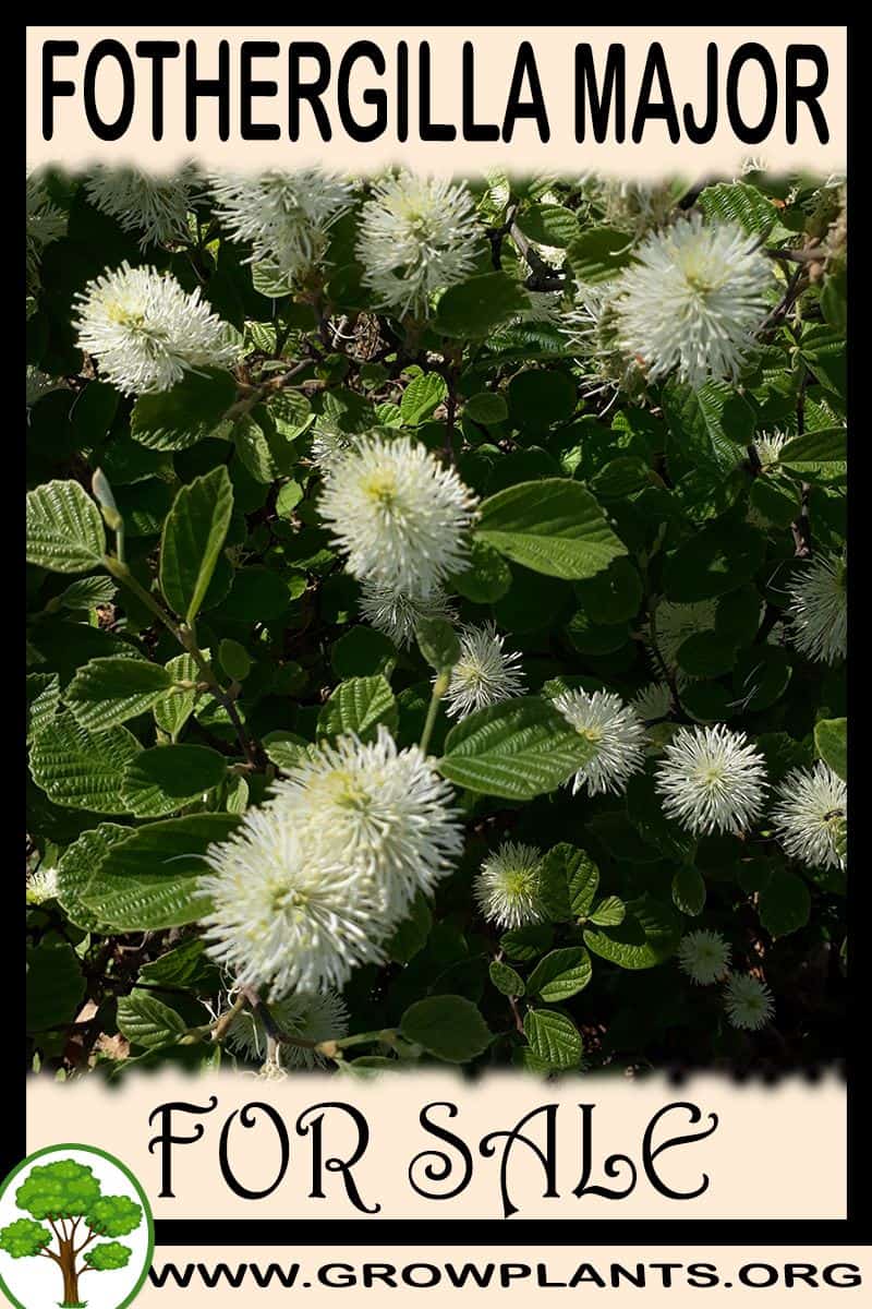 Fothergilla major