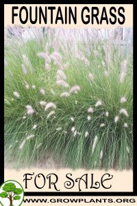 Fountain grass for sale