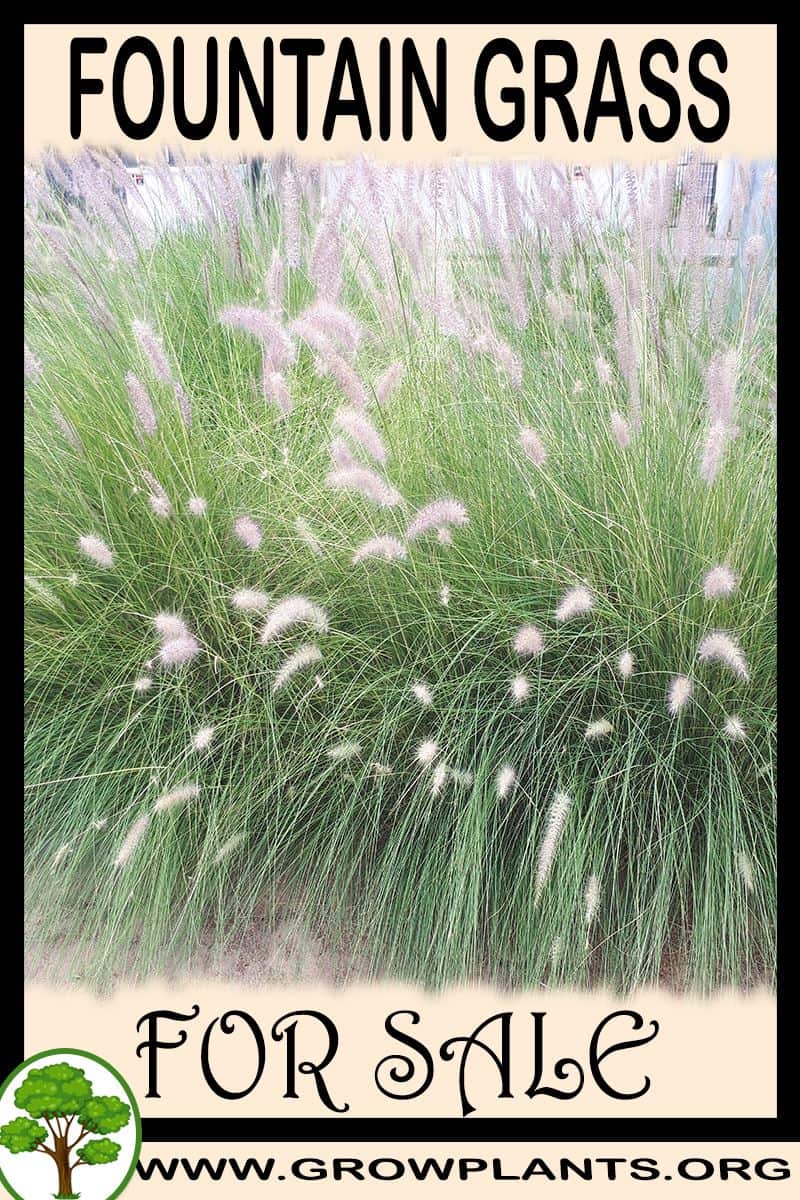 Fountain grass