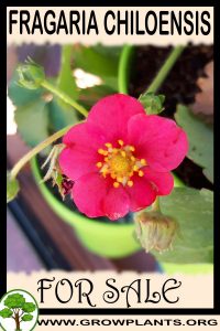 Fragaria chiloensis for sale