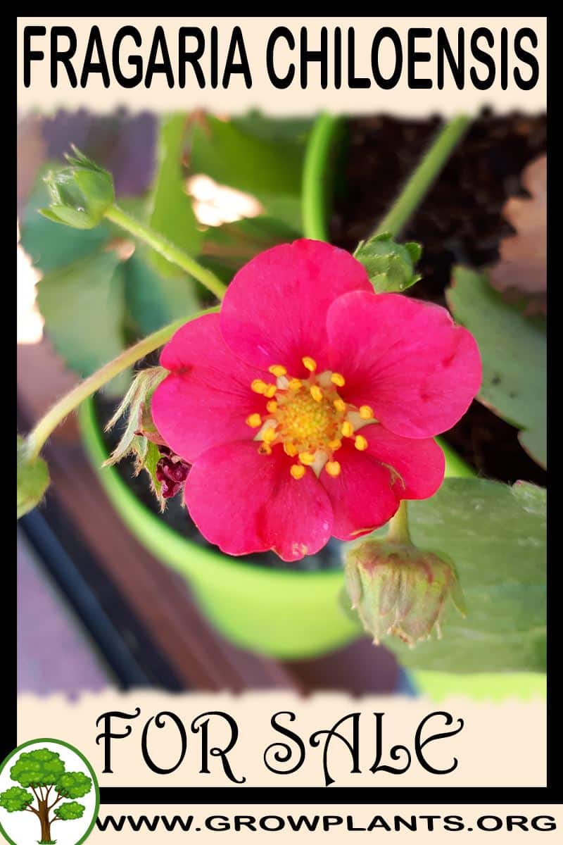 Fragaria chiloensis