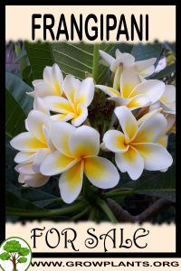 Frangipani for sale