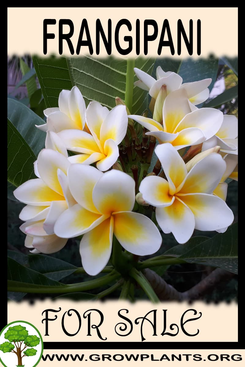 Frangipani