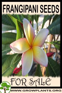 Frangipani seeds for sale