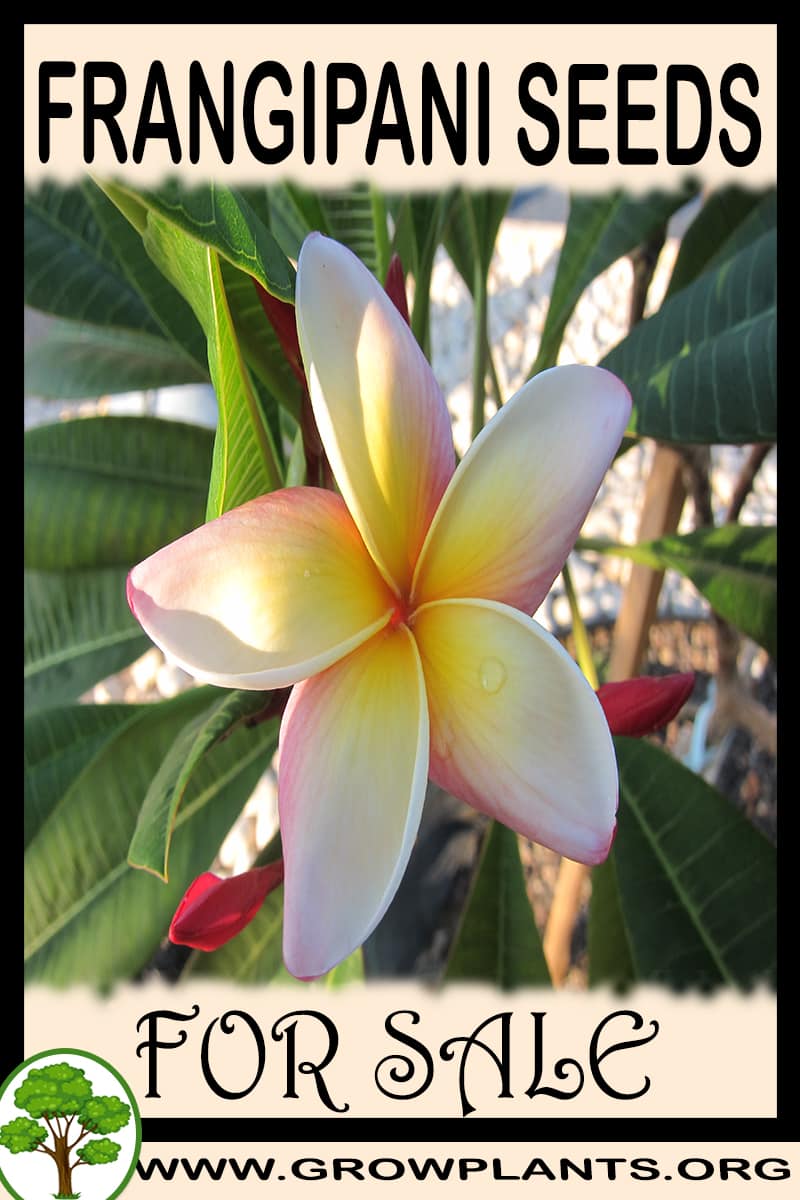 Frangipani seeds
