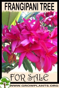 Frangipani tree for sale