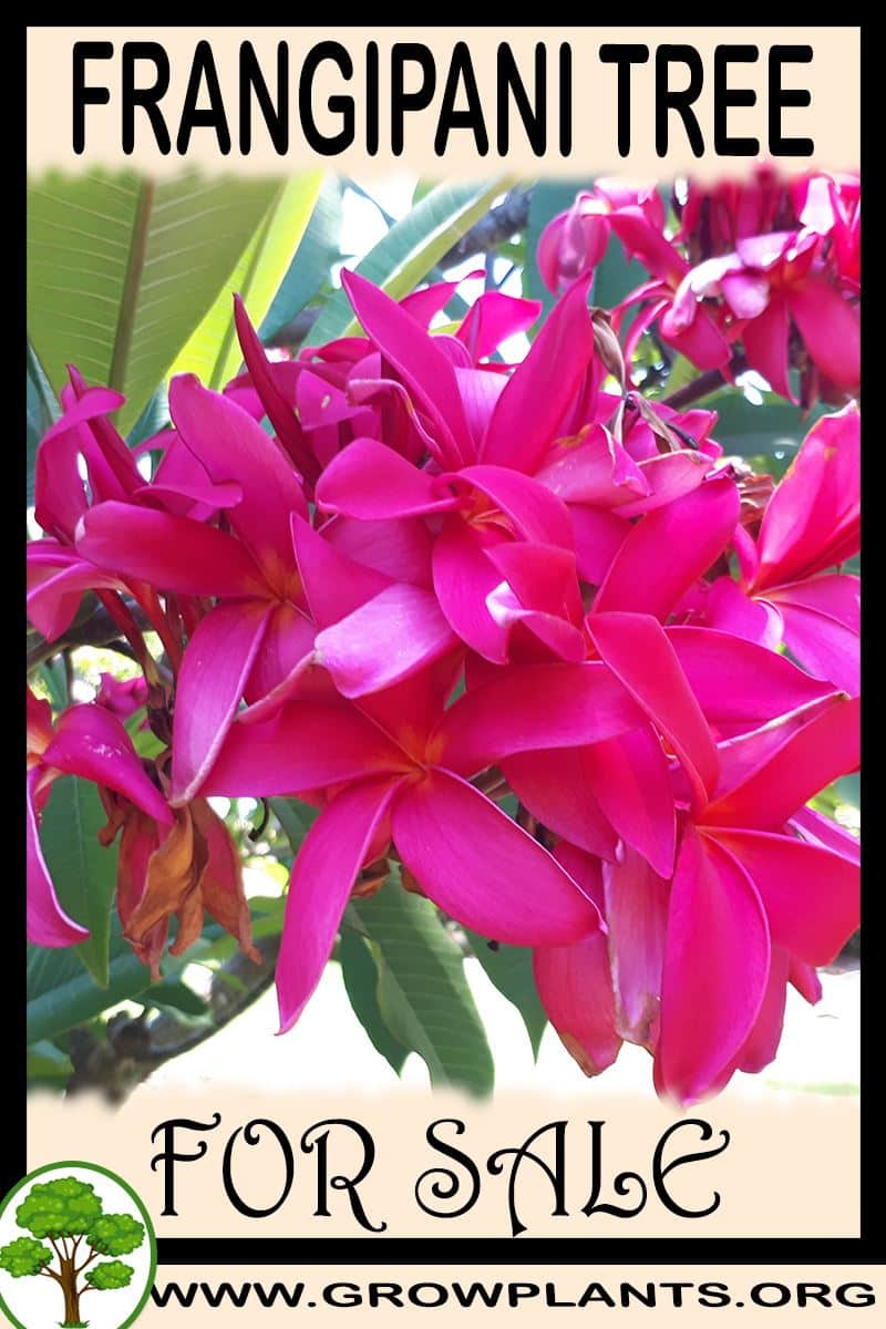 Frangipani tree