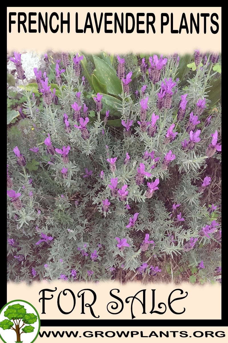 French lavender plants