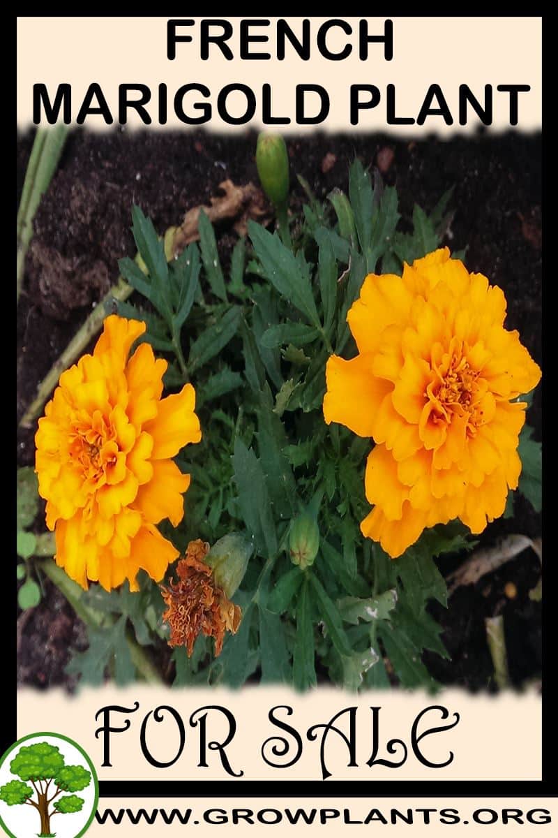 French marigold plants