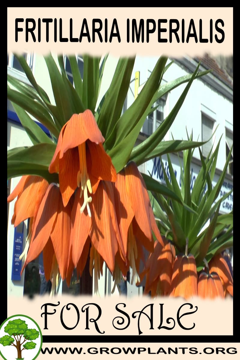 Fritillaria imperialis bulbs