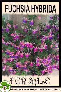 Fuchsia hybrida for sale