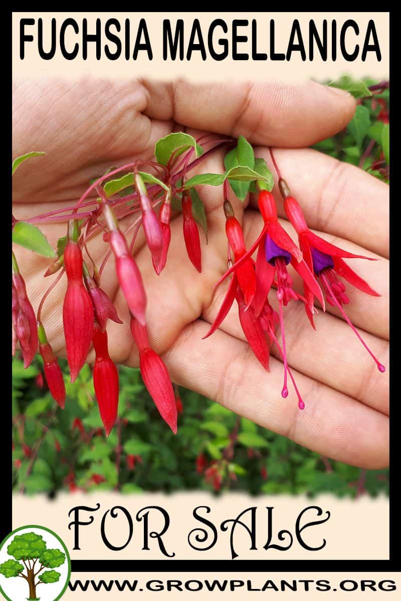 Fuchsia magellanica