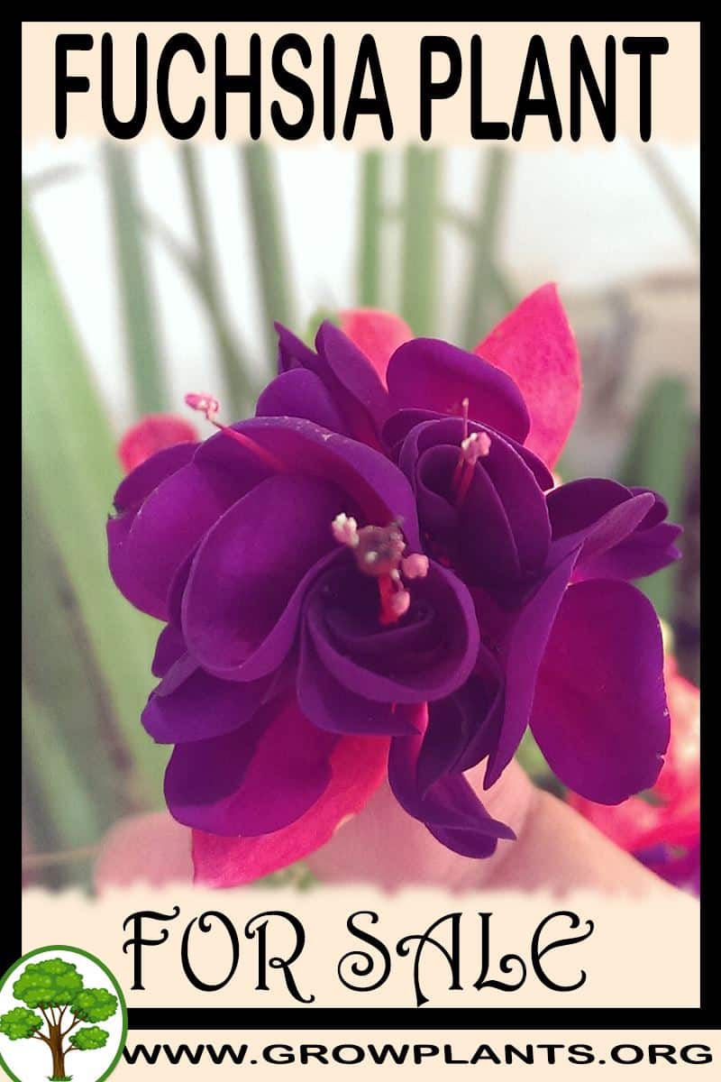 Fuchsia