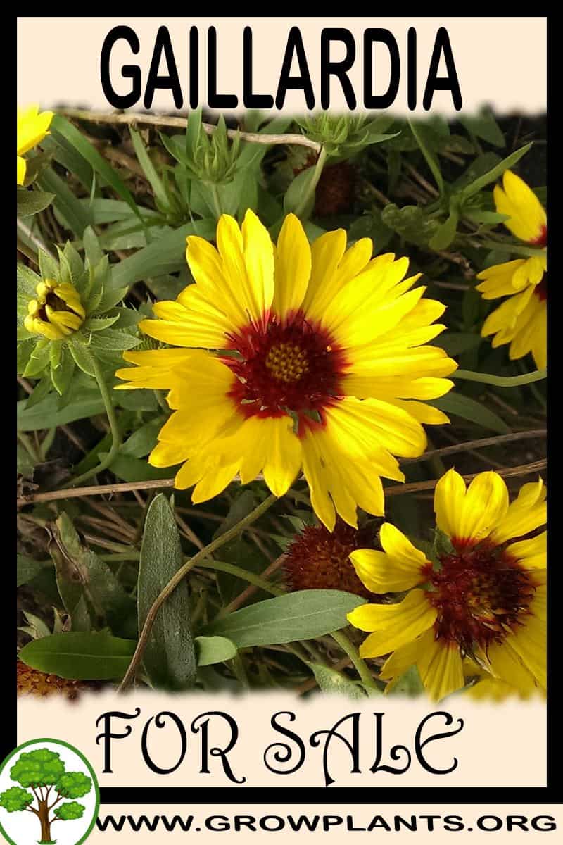 Gaillardia
