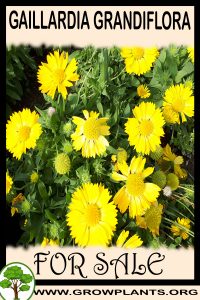 Gaillardia grandiflora for sale
