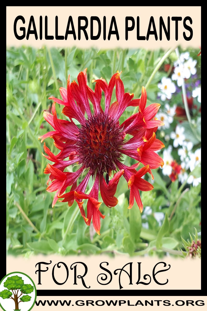 Gaillardia plants