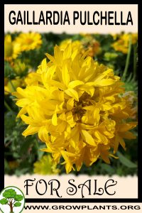 Gaillardia pulchella for sale