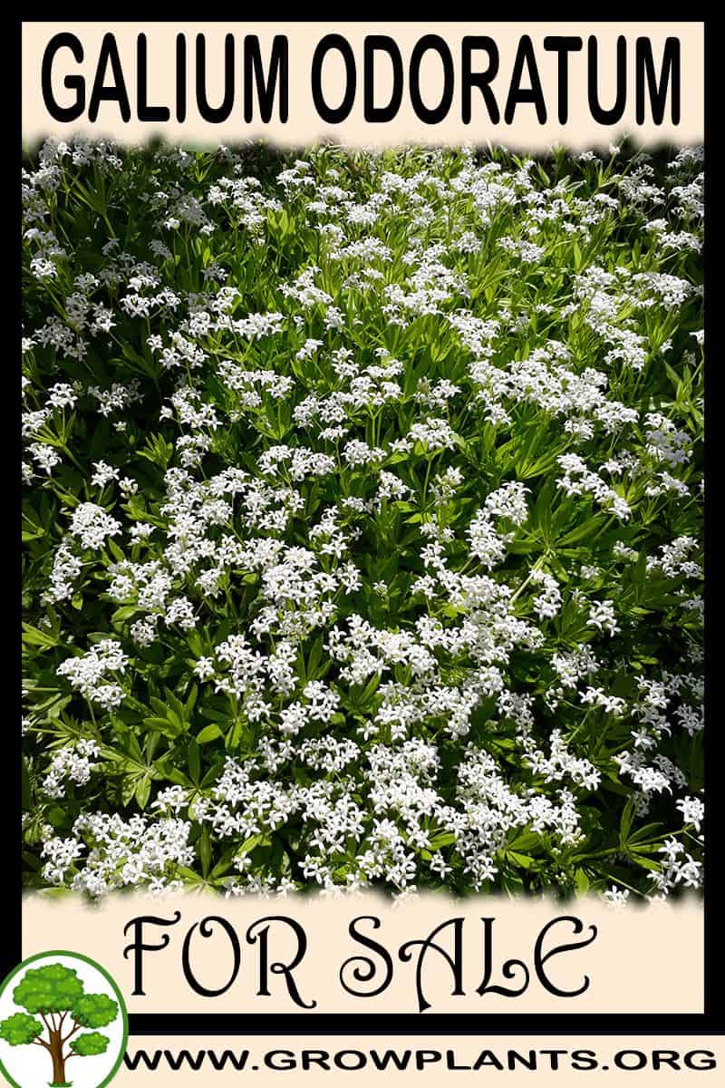 Galium odoratum