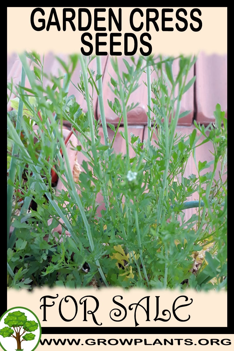 Garden cress seeds