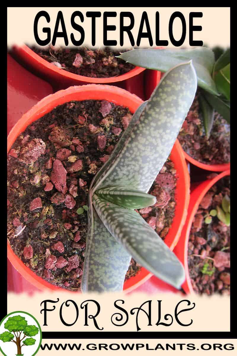 Gasteraloe