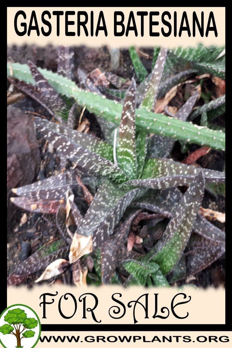 Gasteria batesiana
