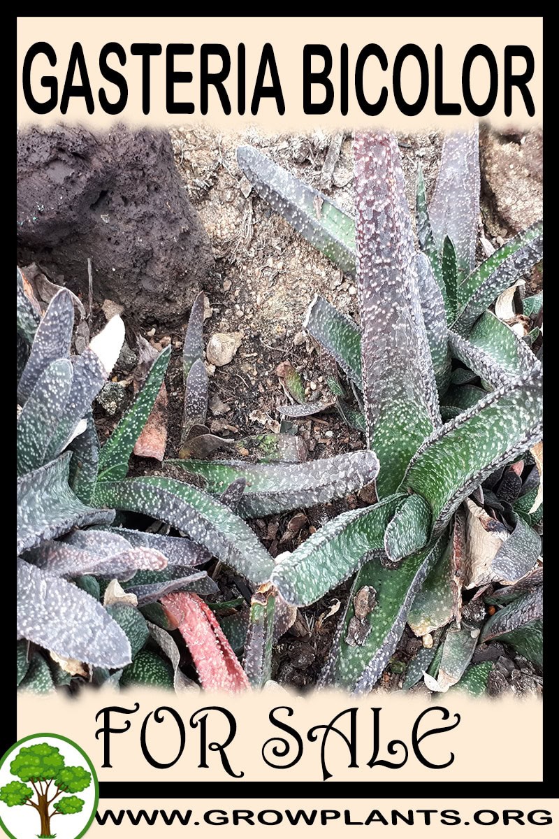 Gasteria bicolor