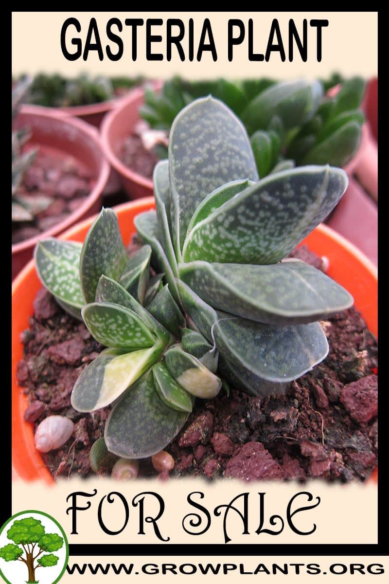 Gasteria