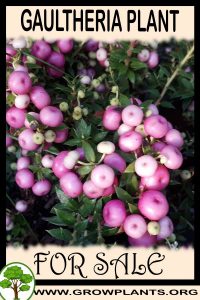 Gaultheria for sale