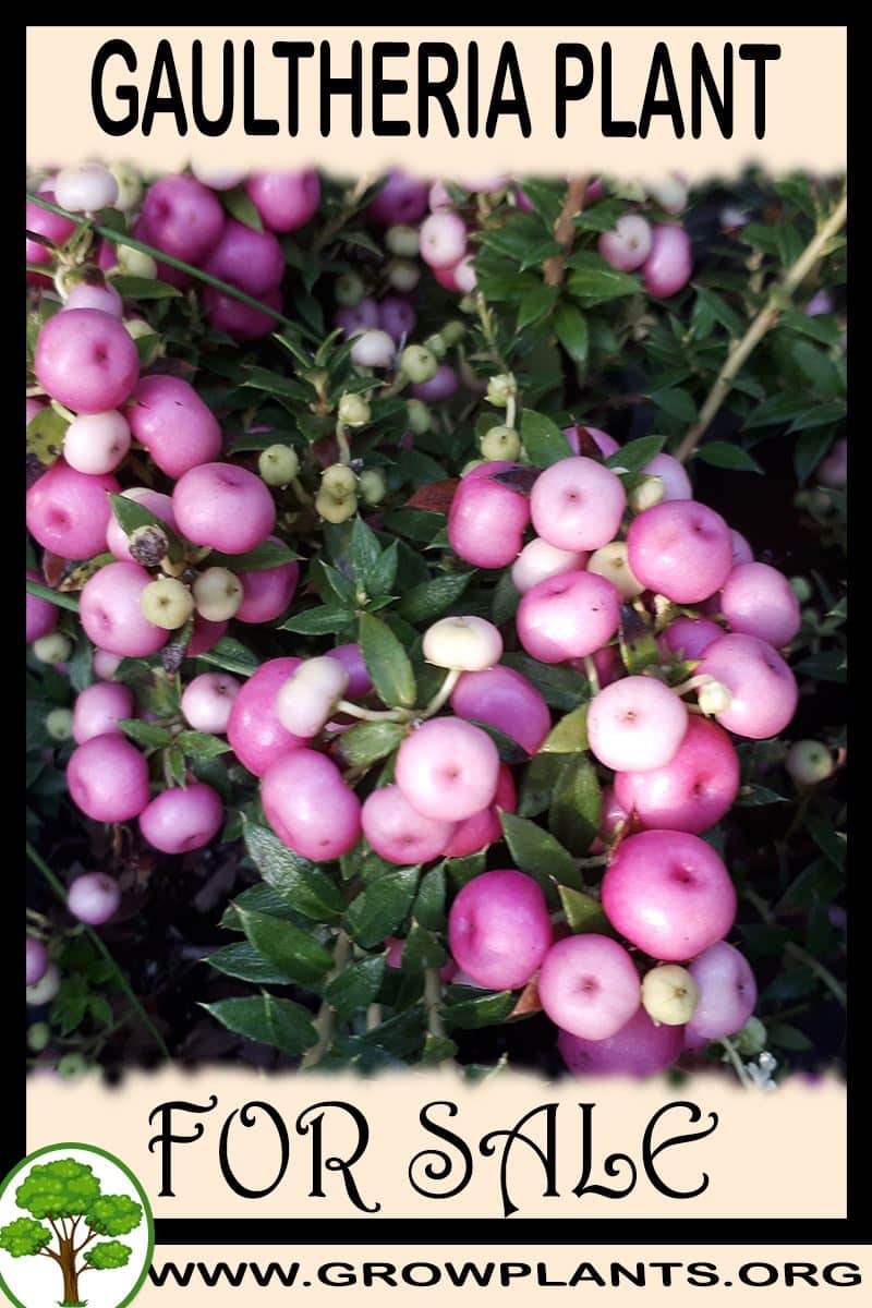 Gaultheria