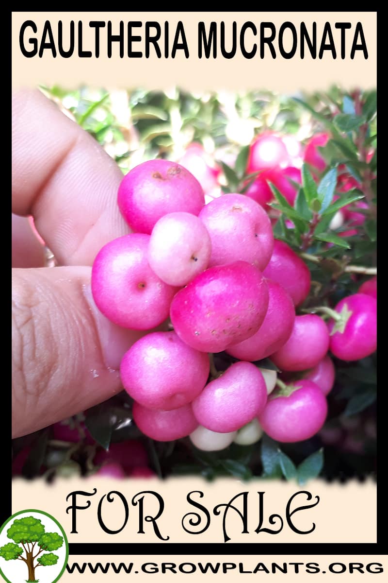 Gaultheria mucronata