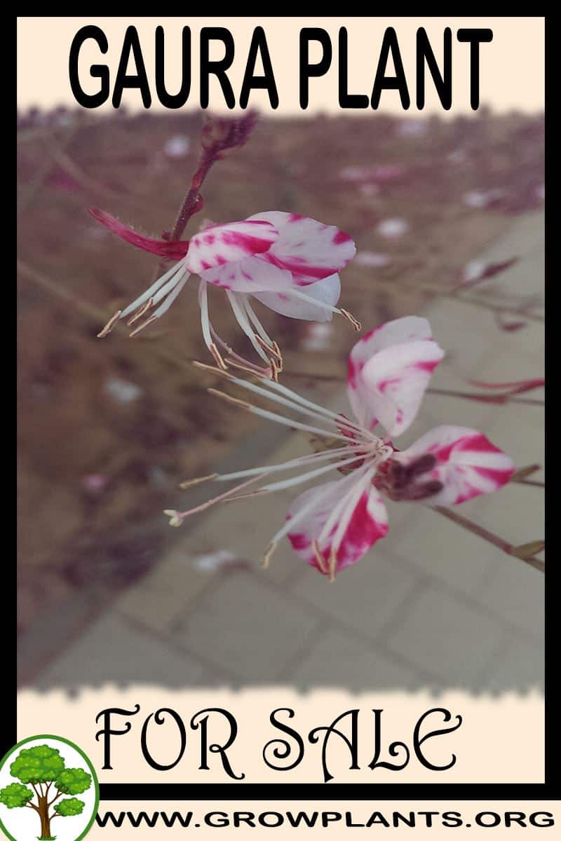 Gaura