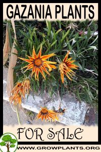 Gazania plants for sale