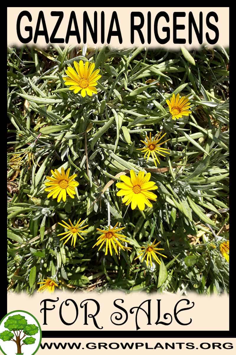 Gazania rigens