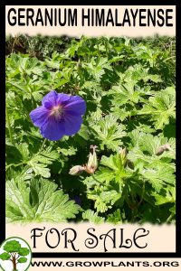 Geranium himalayense for sale