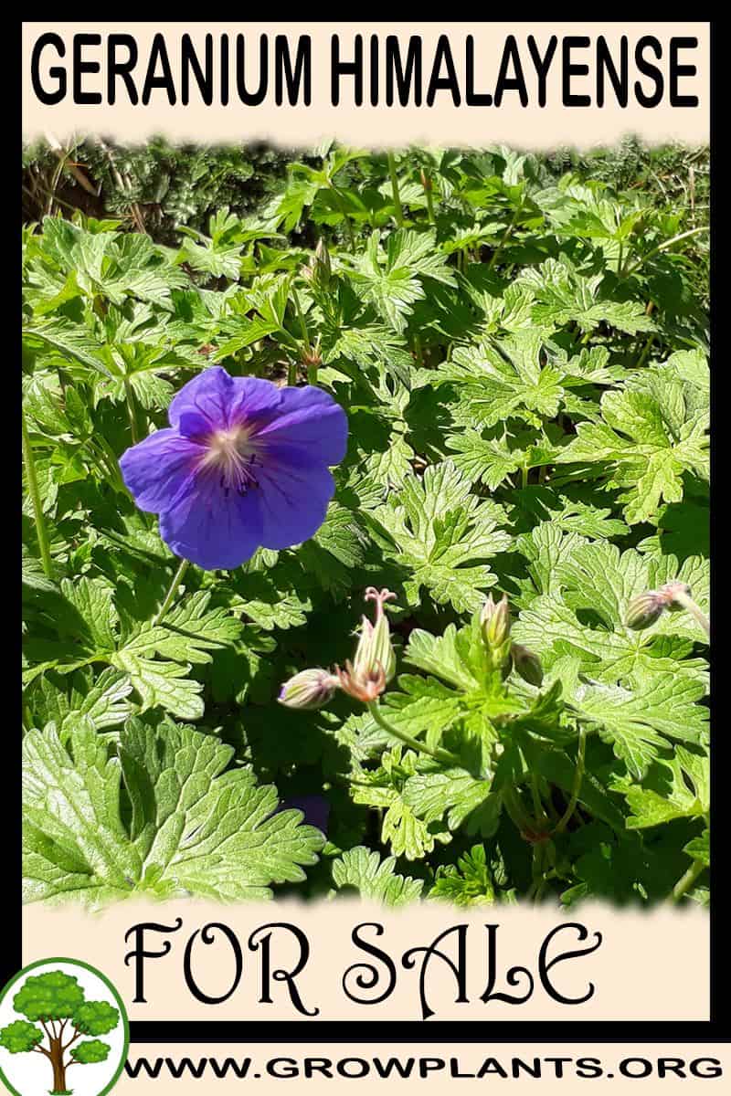 Geranium himalayense