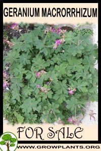 Geranium macrorrhizum for sale