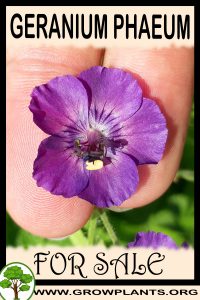 Geranium phaeum for sale