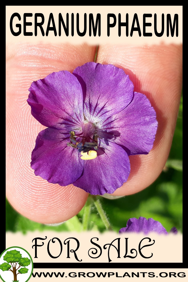 Geranium phaeum