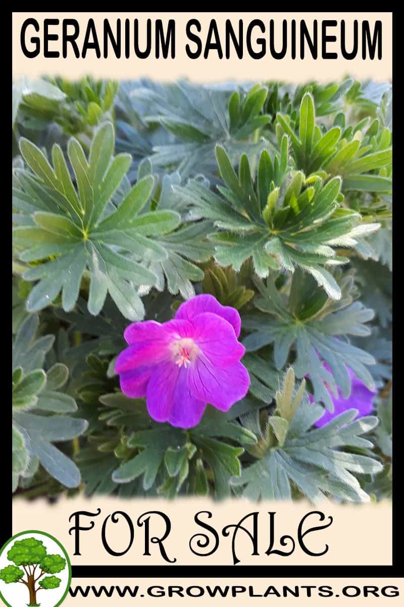 Geranium sanguineum