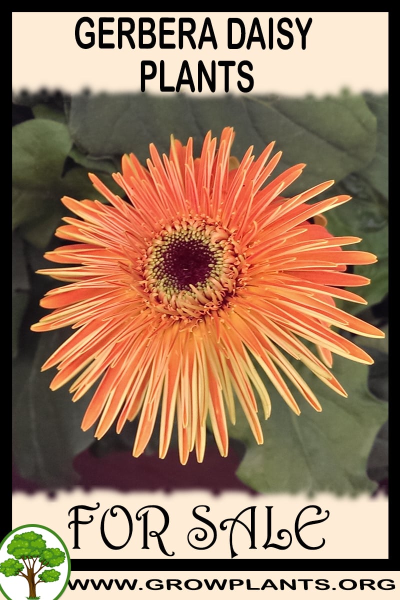 Gerbera daisy plants
