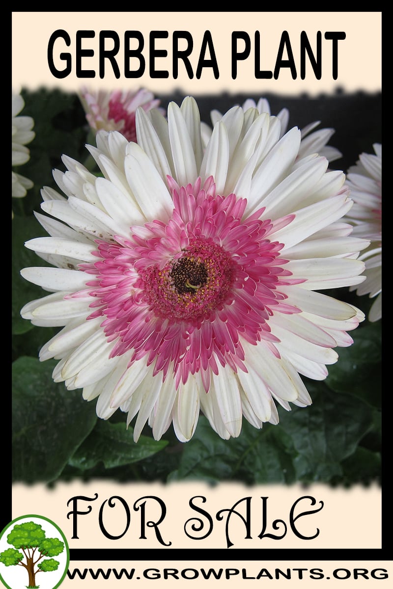 Gerbera