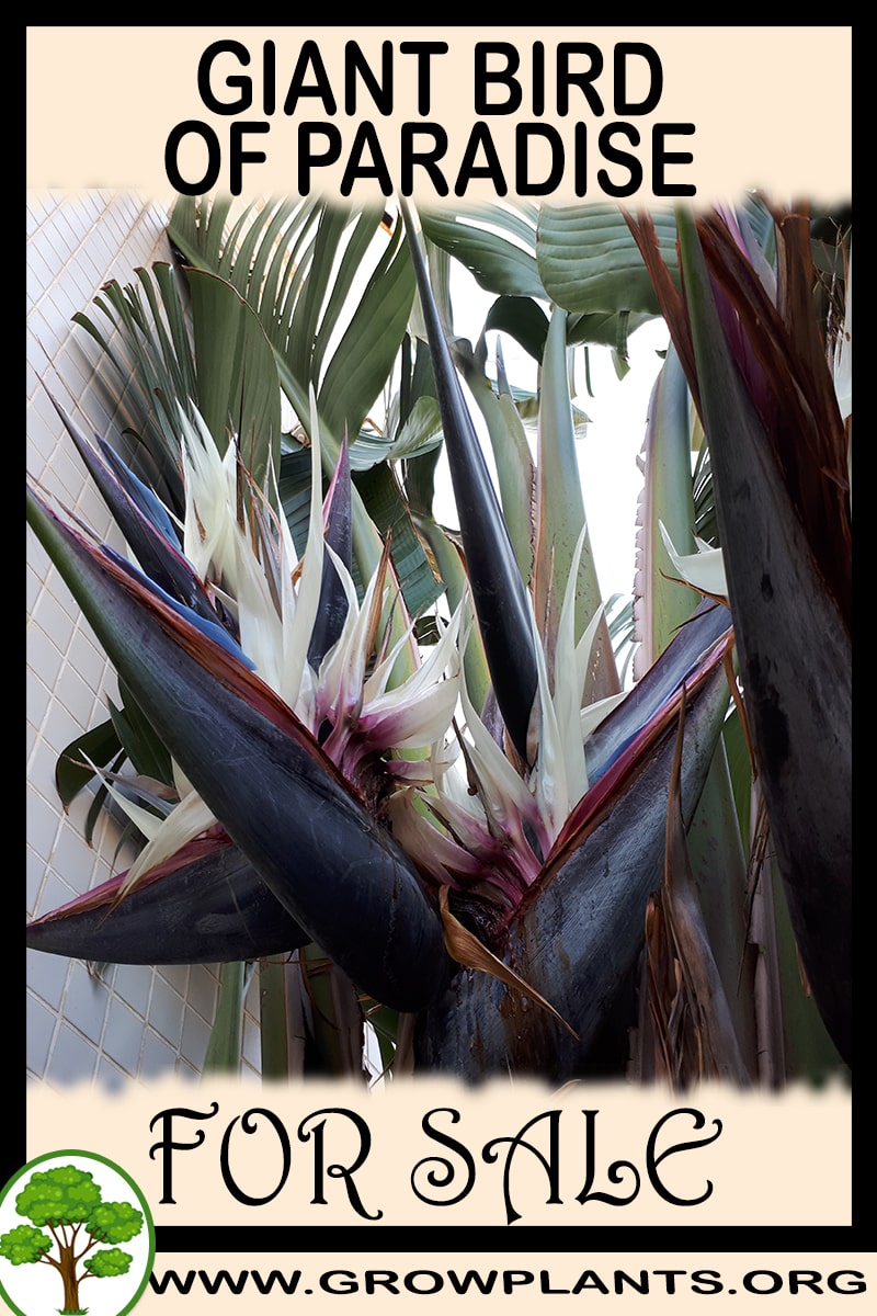 Giant bird of paradise
