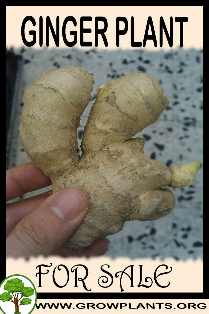 Ginger