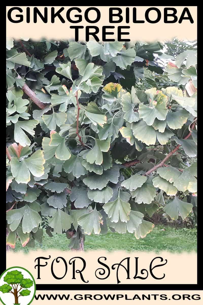 Ginkgo biloba tree