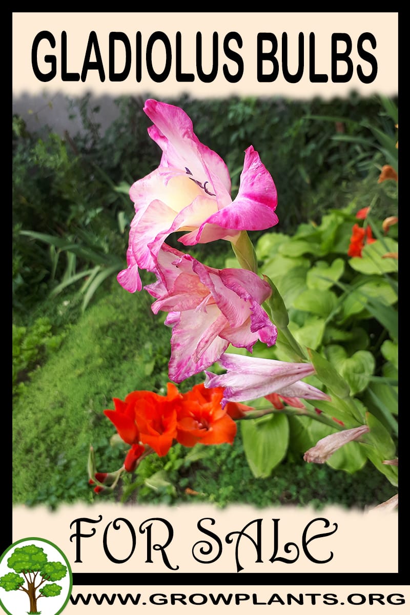 Gladiolus bulbs