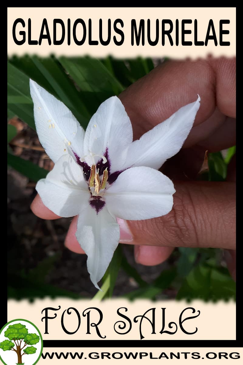 Gladiolus murielae